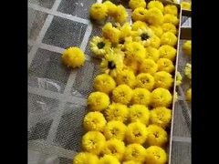 Asciugatrice per foglie di tè con frutta e asciugatrice per forno ad aria calda 2300 * 1200 * 2000mm 2